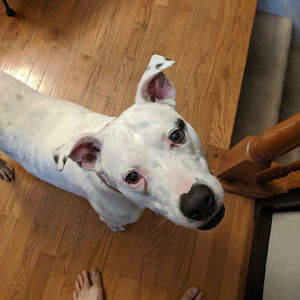 Meet your Posher, Nora